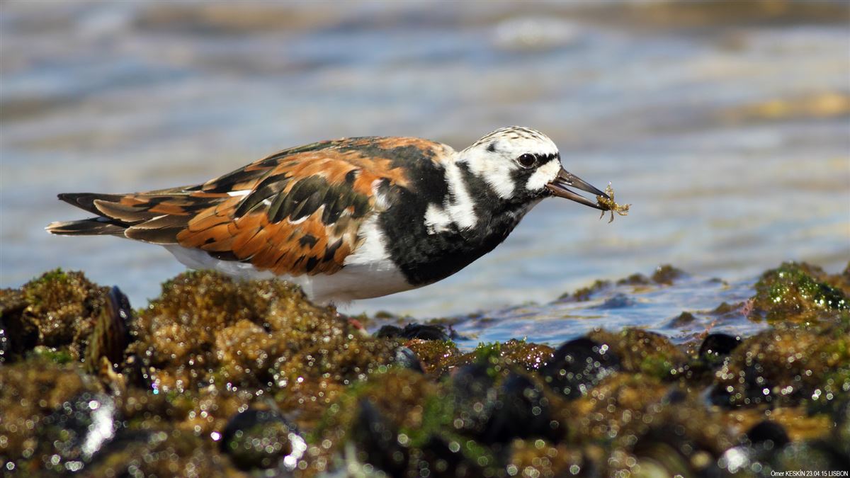 Ruddy Turnstone