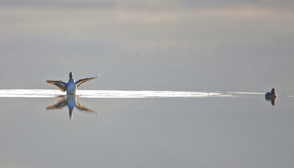 Eurasian Teal