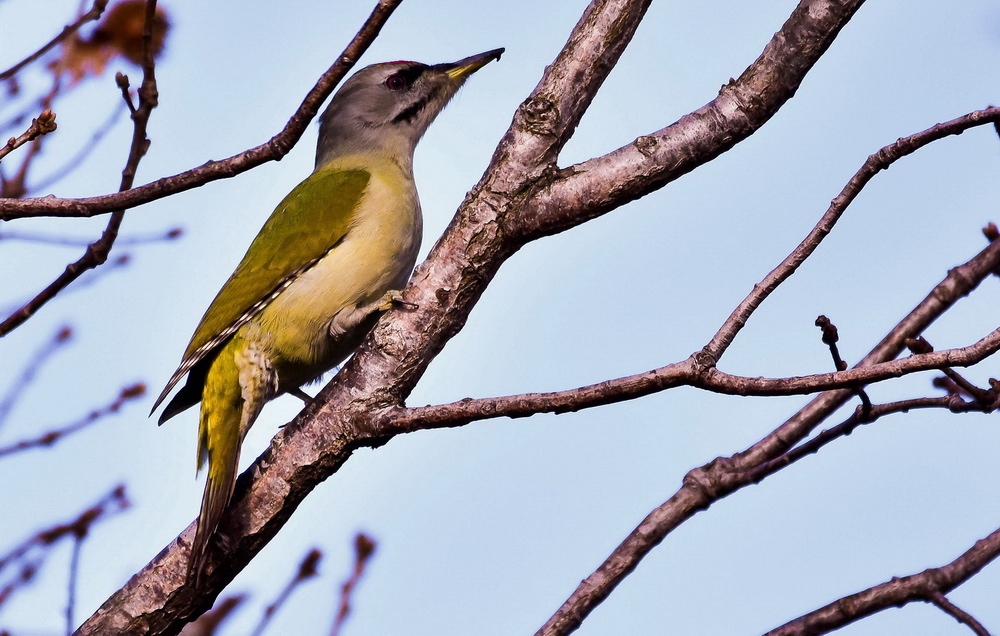 Grey-headed Woodpecker