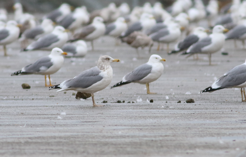 European Herring Gull