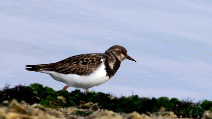 Ruddy Turnstone