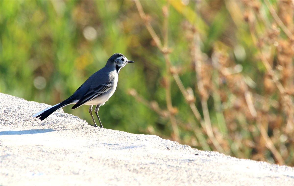 White Wagtail