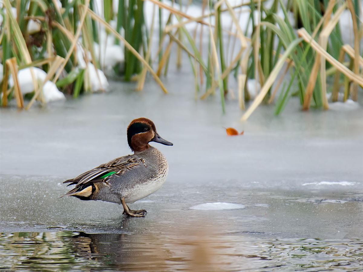 Eurasian Teal