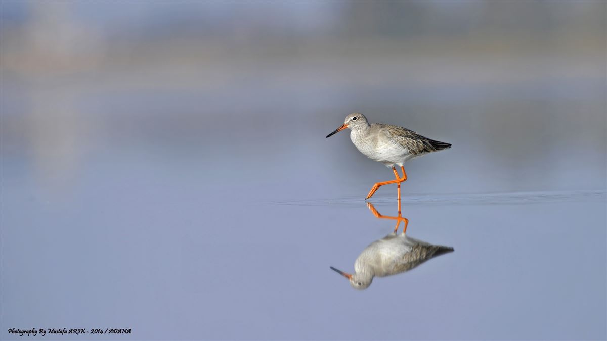 Common Redshank