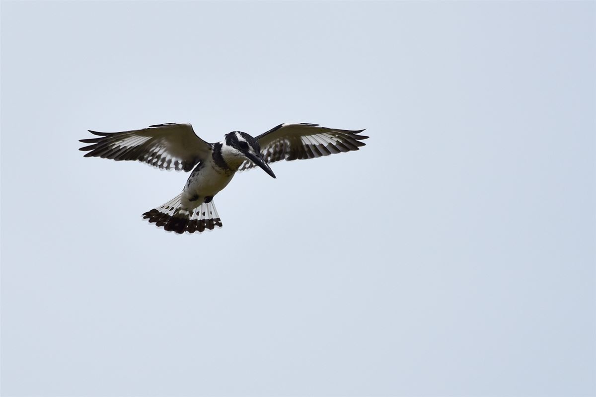 Pied Kingfisher