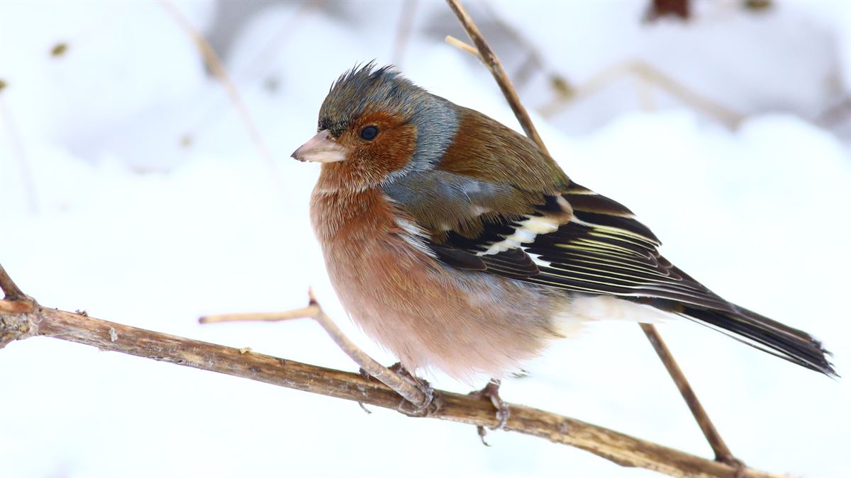 Common Chaffinch