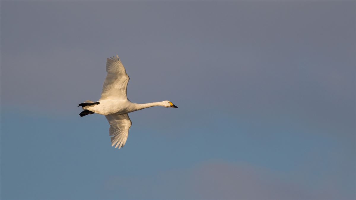 Tundra Swan