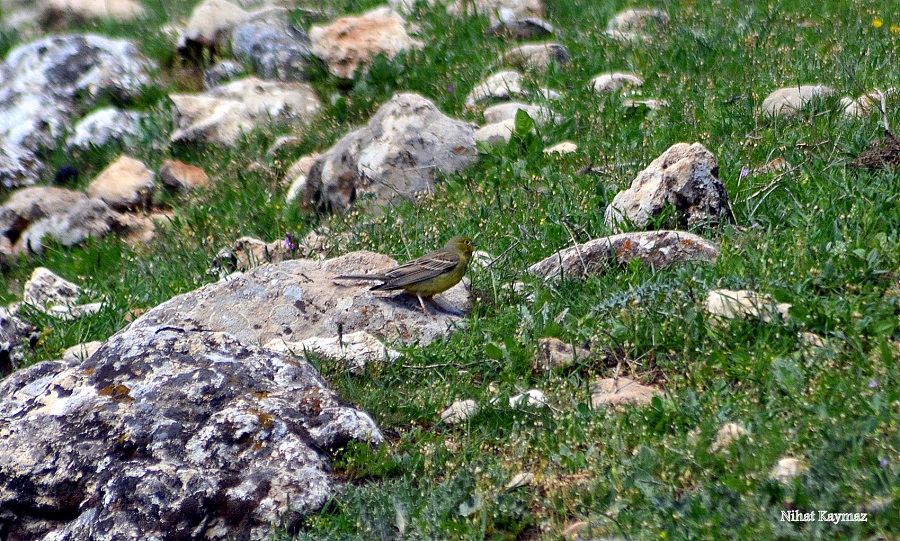 Cinereous Bunting