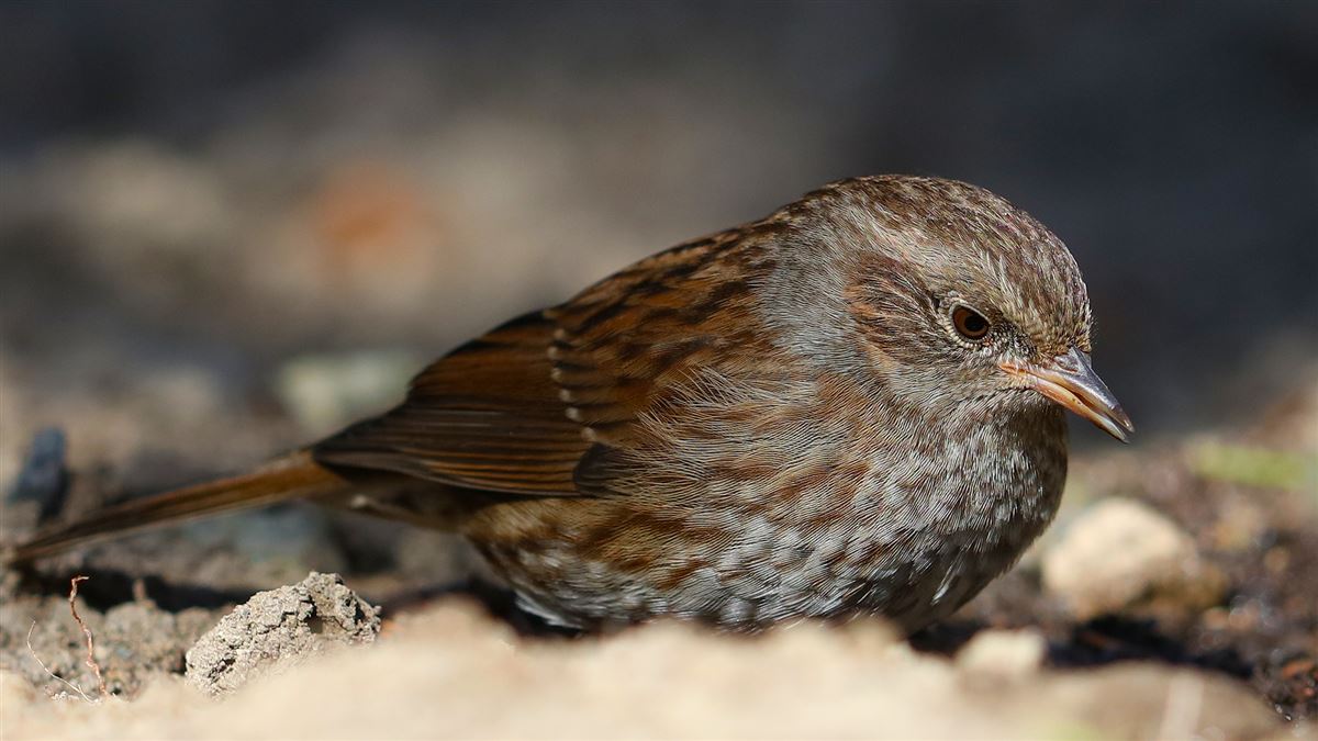 Dunnock