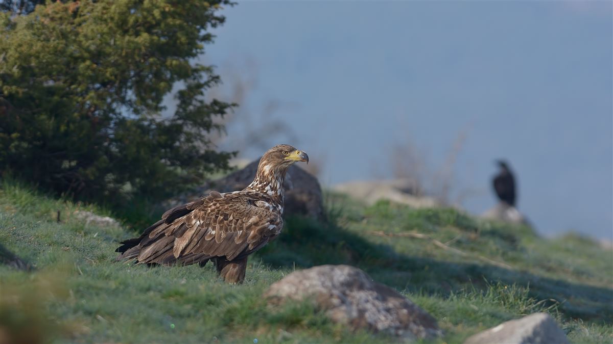 Akkuyruklu Kartal
