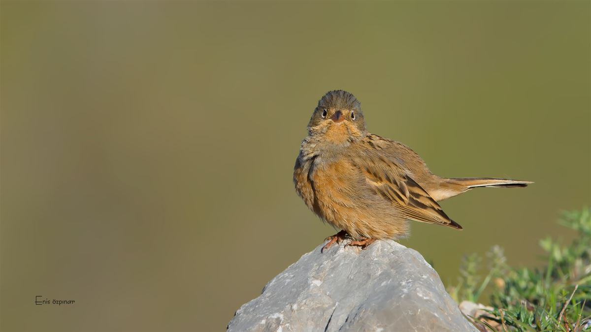 Cretzschmar`s Bunting