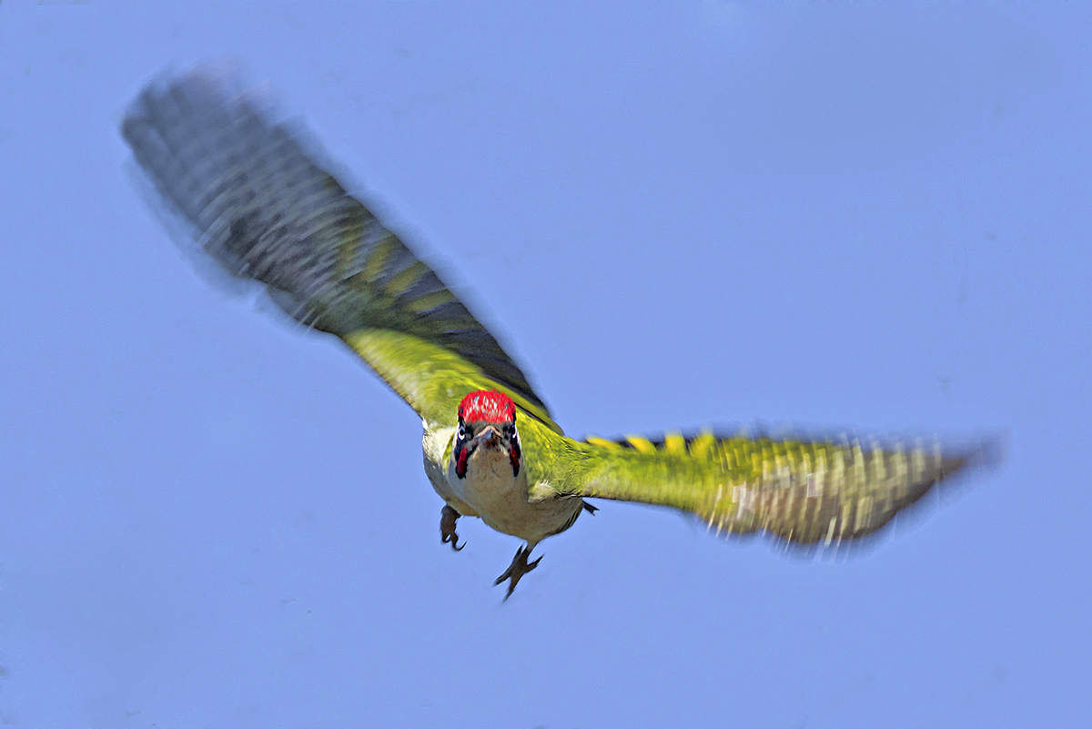 European Green Woodpecker