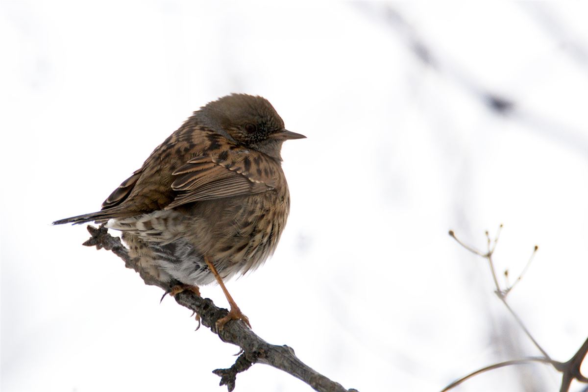 Dunnock