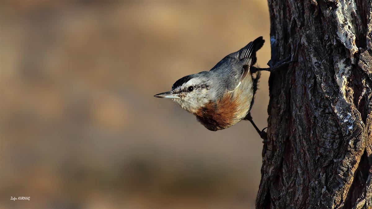 Krüper`s Nuthatch