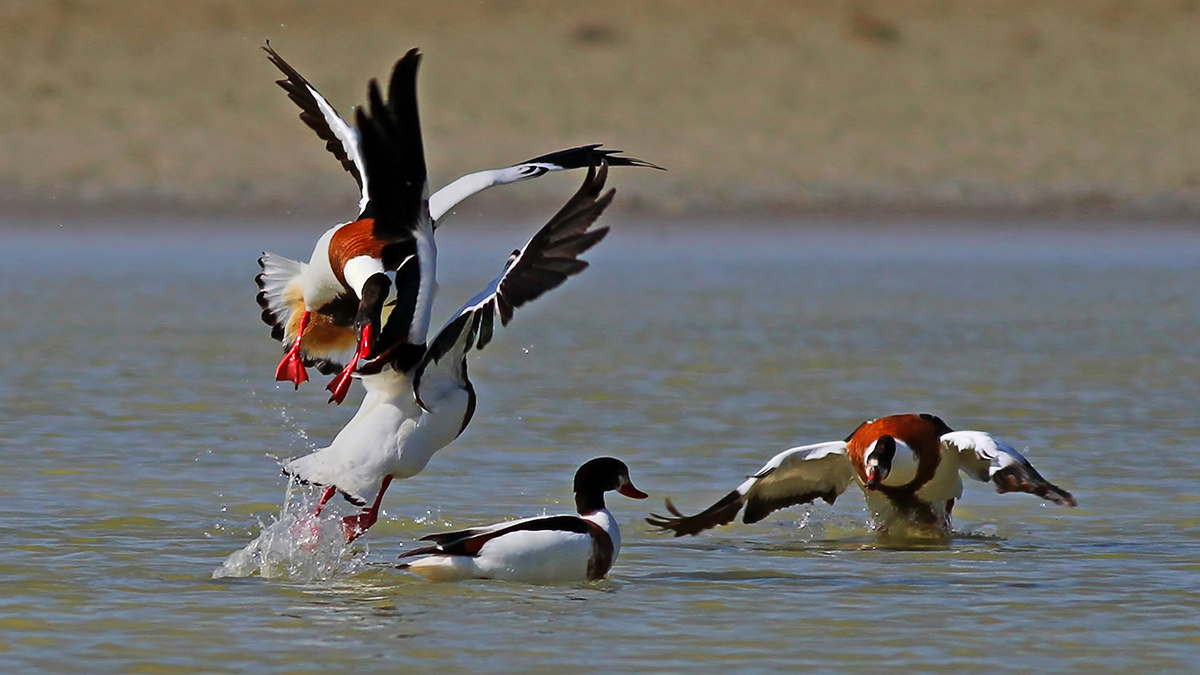 Common Shelduck