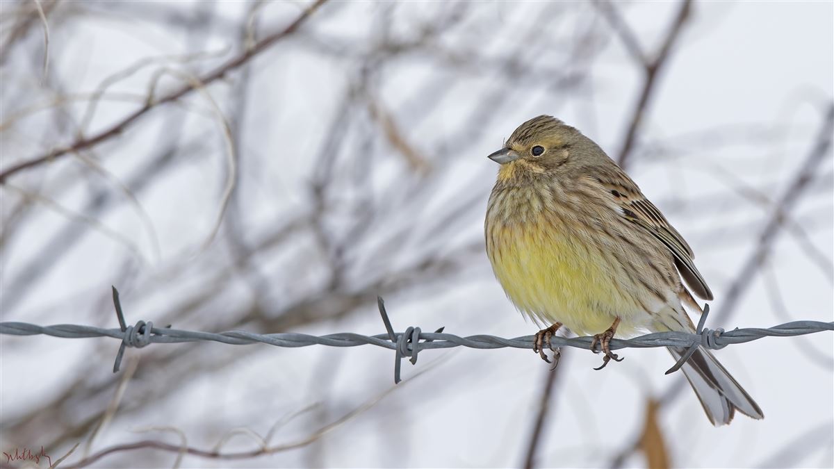 Yellowhammer