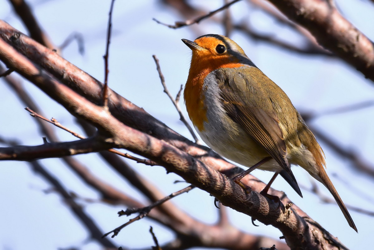 European Robin