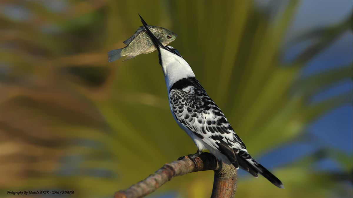 Pied Kingfisher
