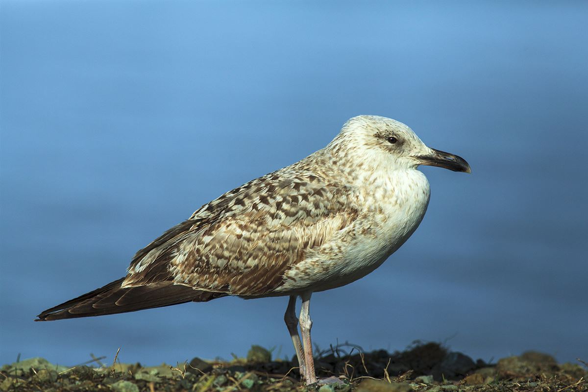 Yellow-legged Gull