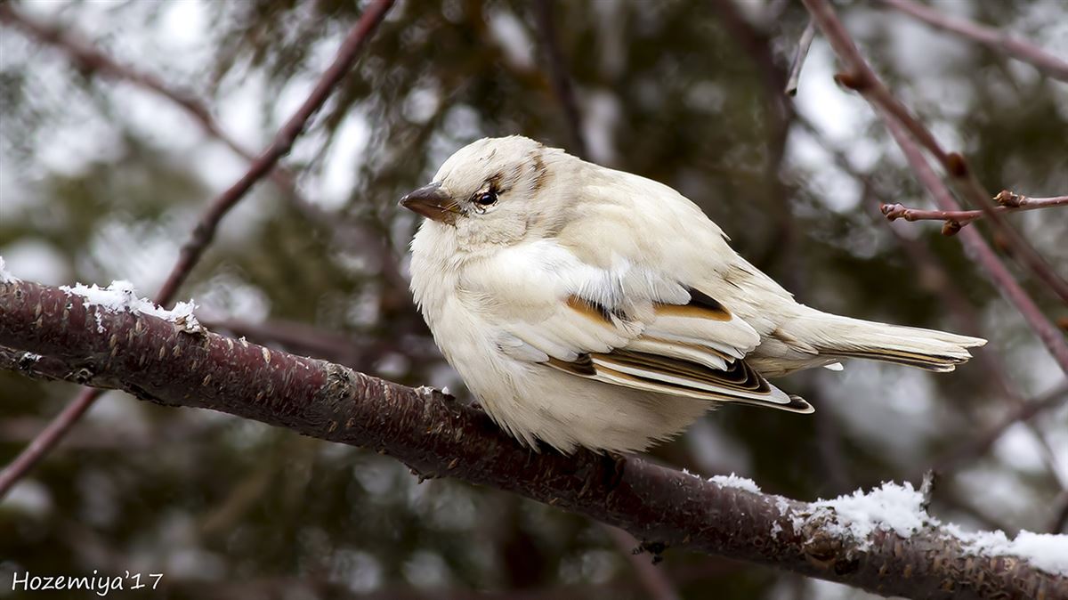 House Sparrow