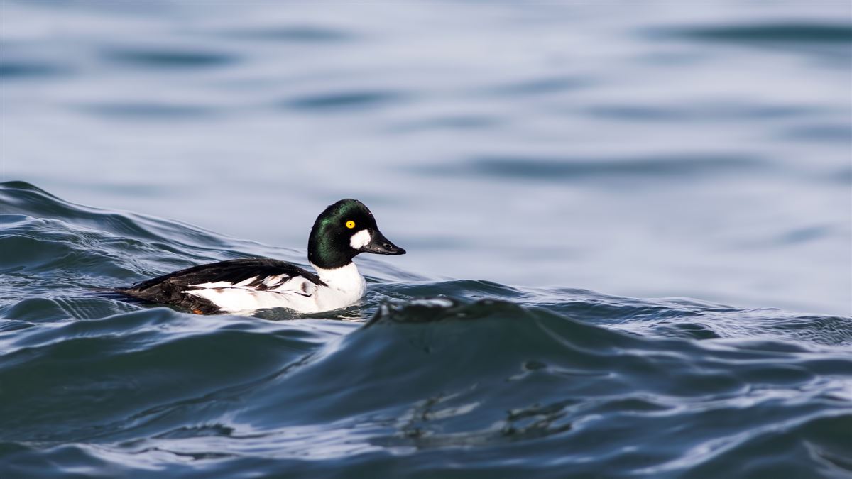 Common Goldeneye