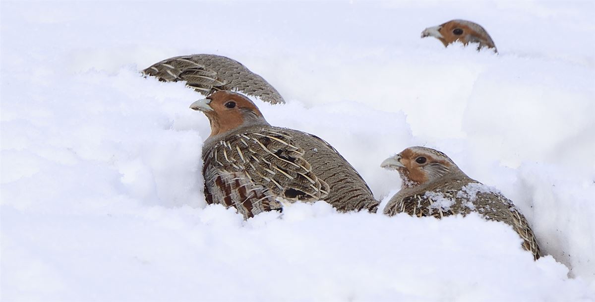 Grey Partridge