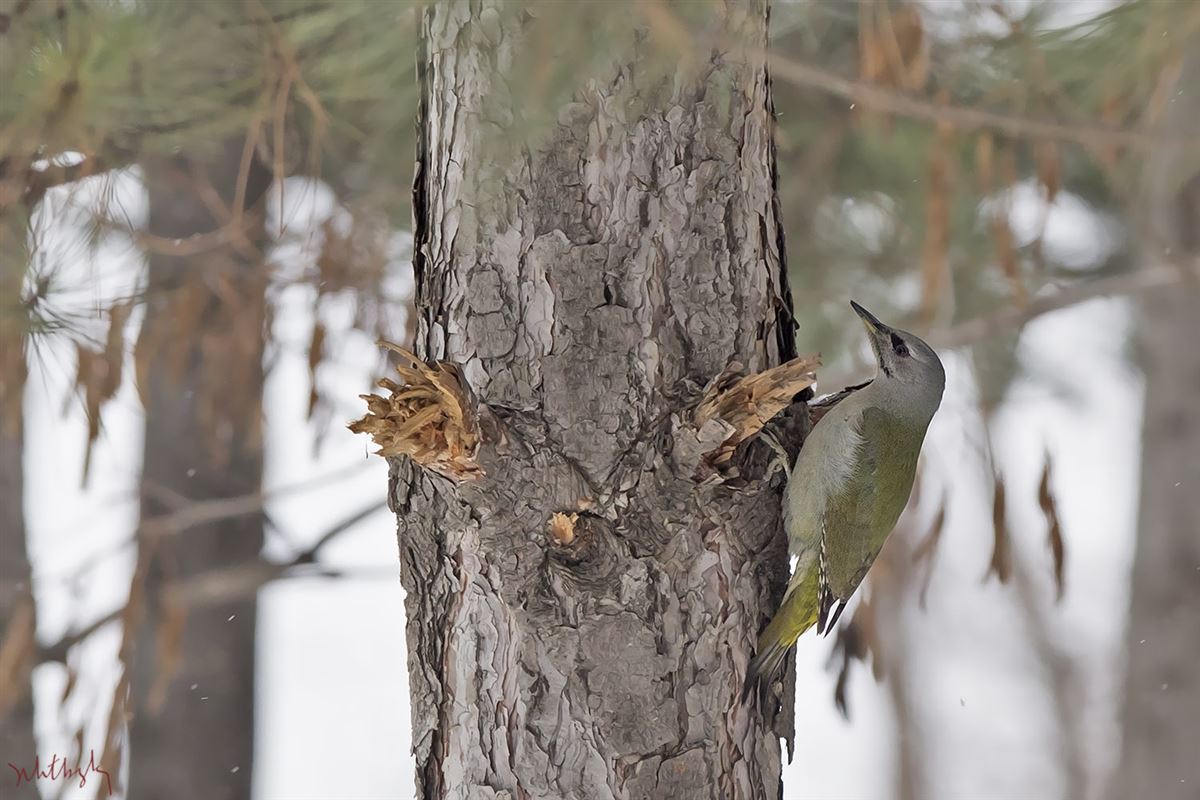 Grey-headed Woodpecker