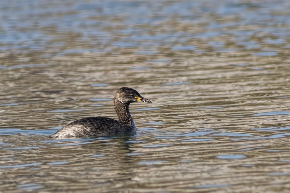 Red-necked Grebe