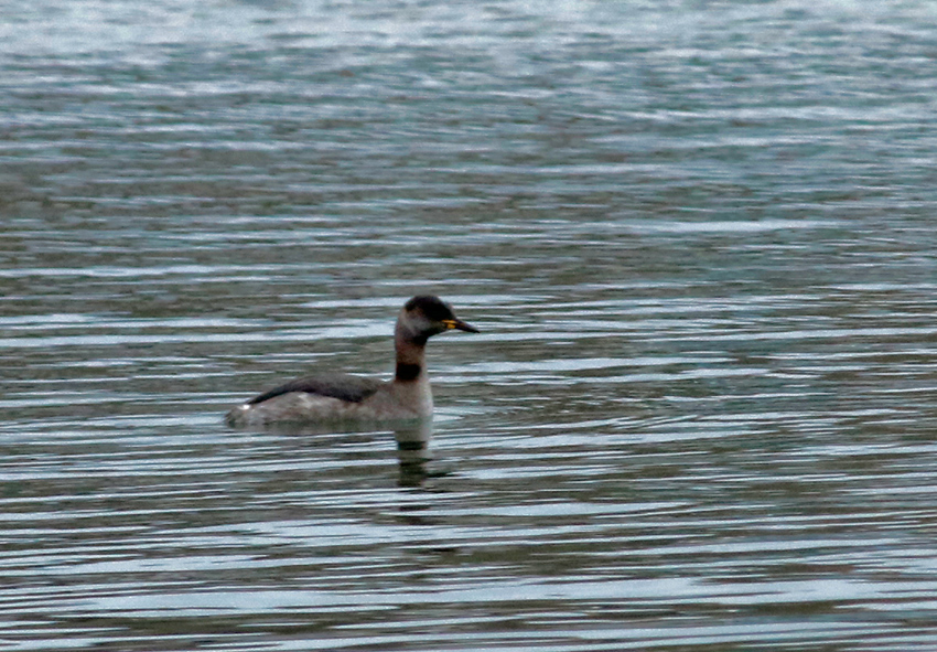 Red-necked Grebe