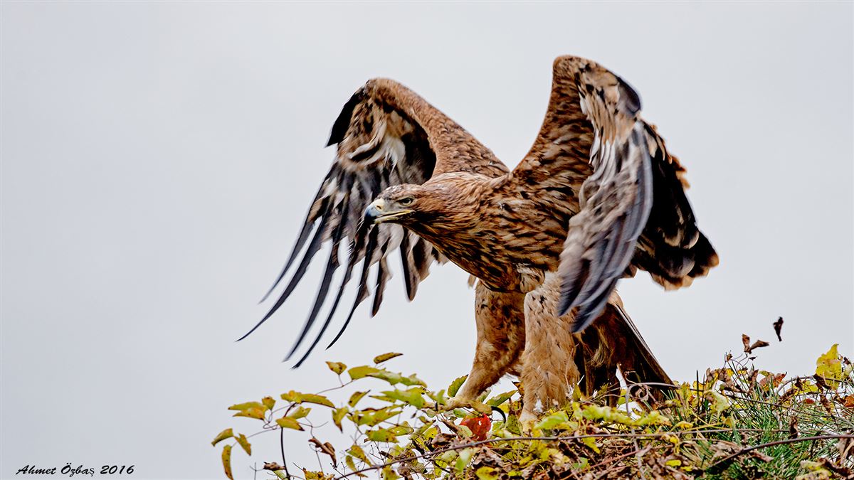 Eastern Imperial Eagle