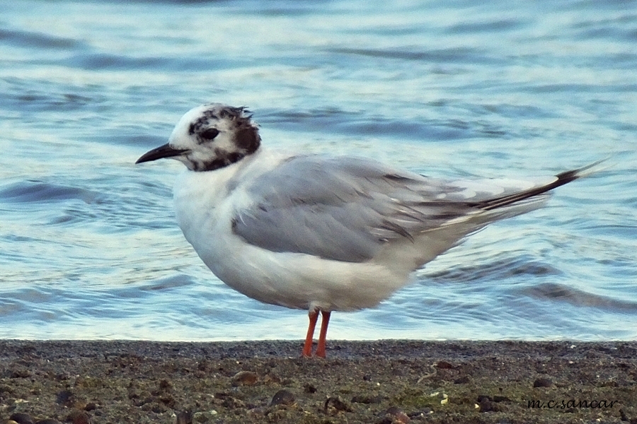Little Gull