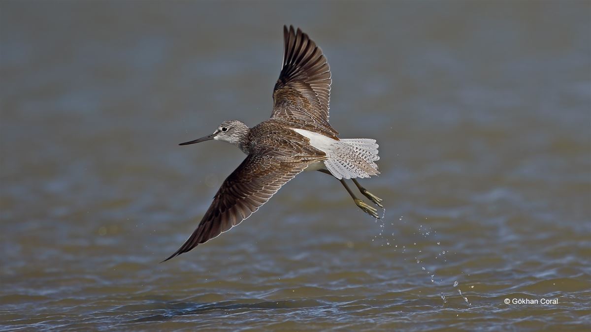 Common Greenshank