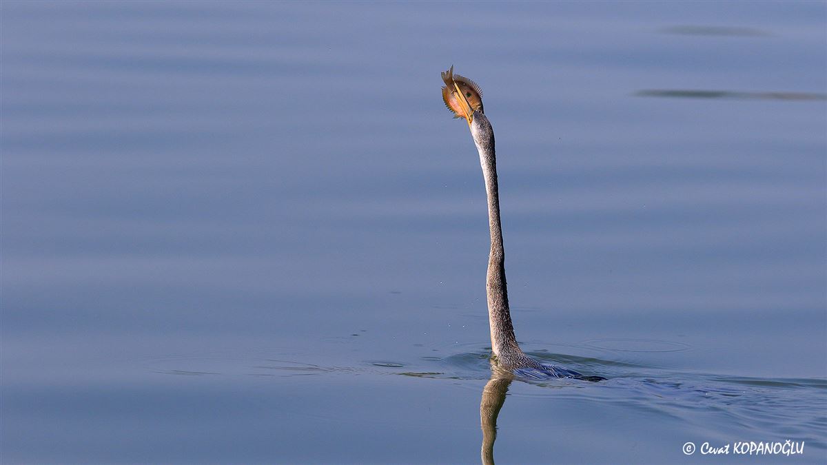 African Darter