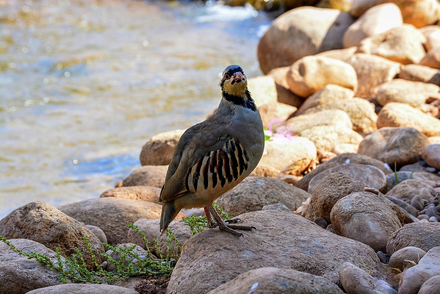 Chukar Partridge