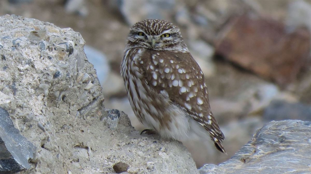 Little Owl