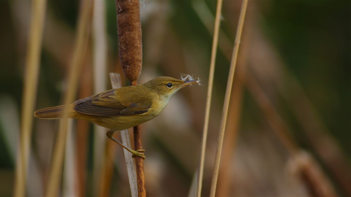 Common Reed Warbler