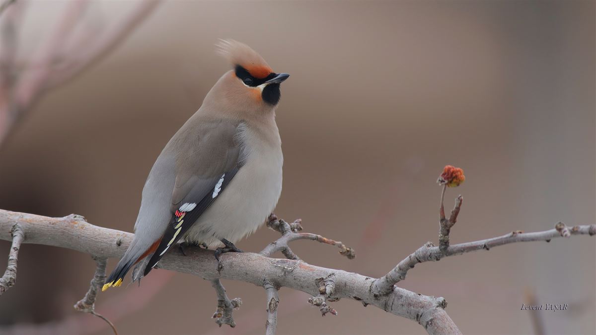 Bohemian Waxwing