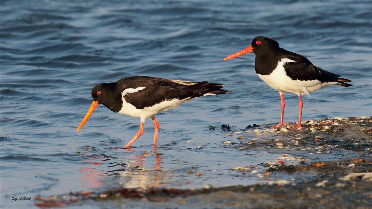 Eurasian Oystercatcher