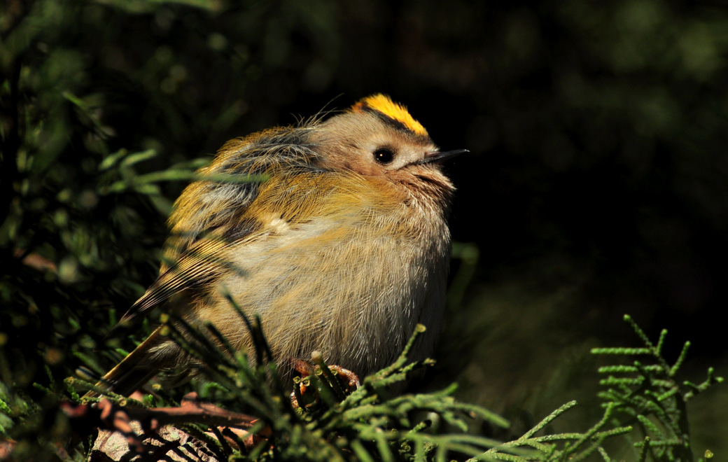 Goldcrest