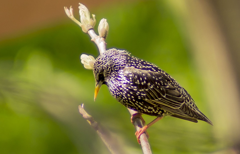 Common Starling