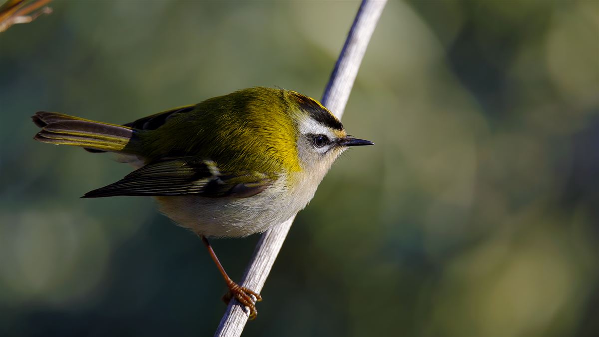 Common Firecrest