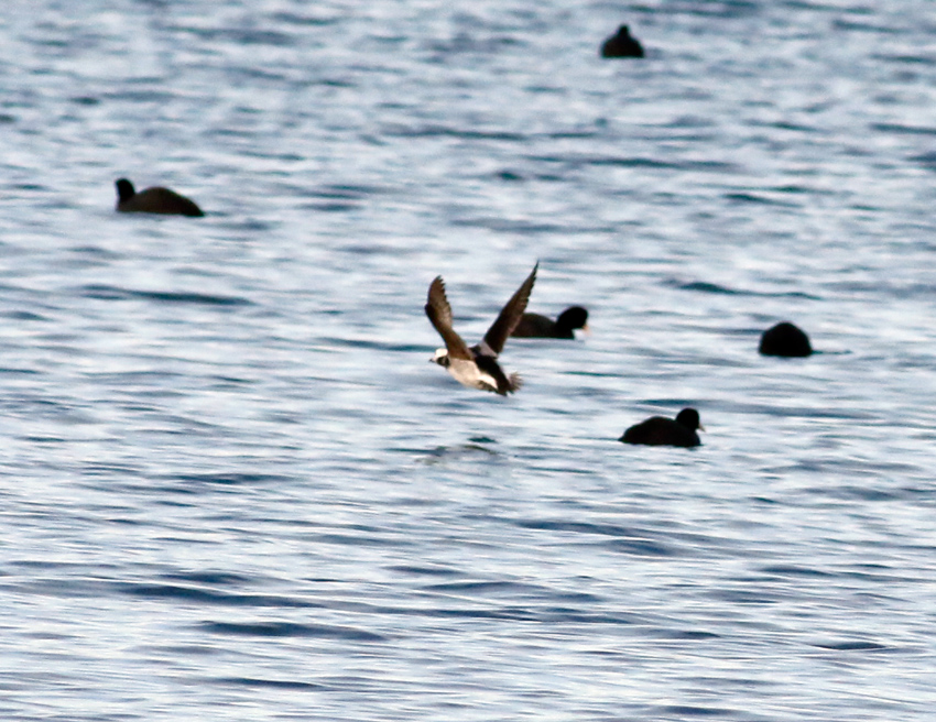 Long-tailed Duck