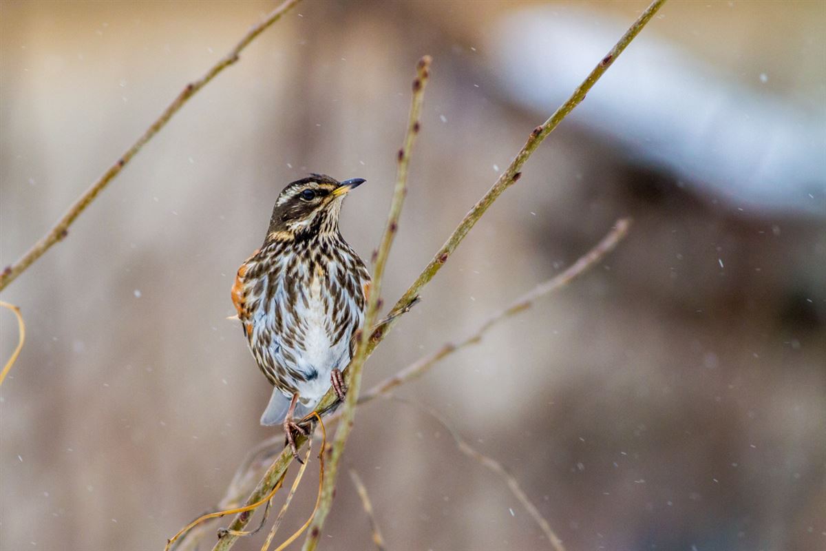 Redwing