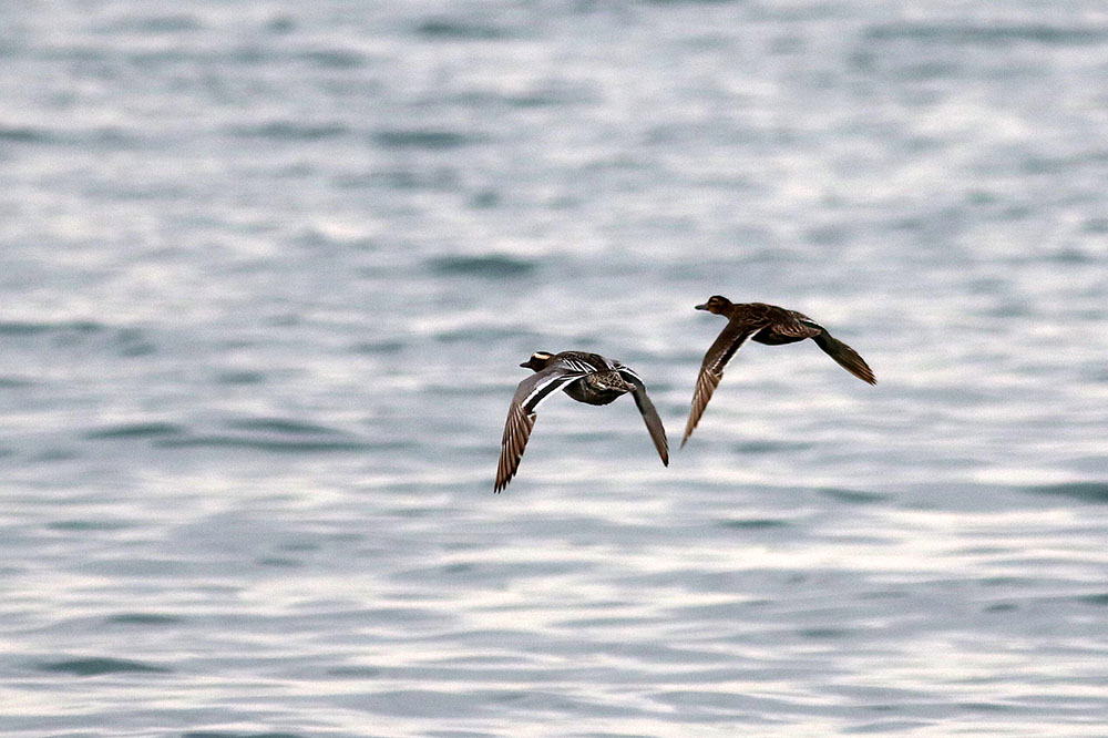 Garganey
