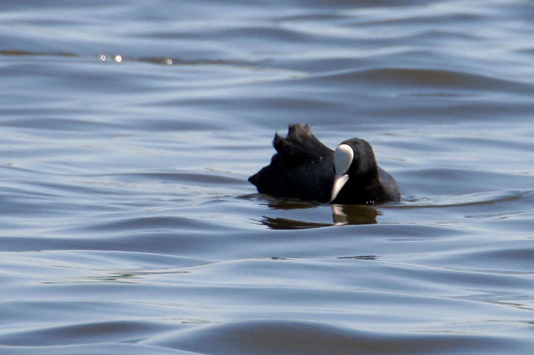 Eurasian Coot