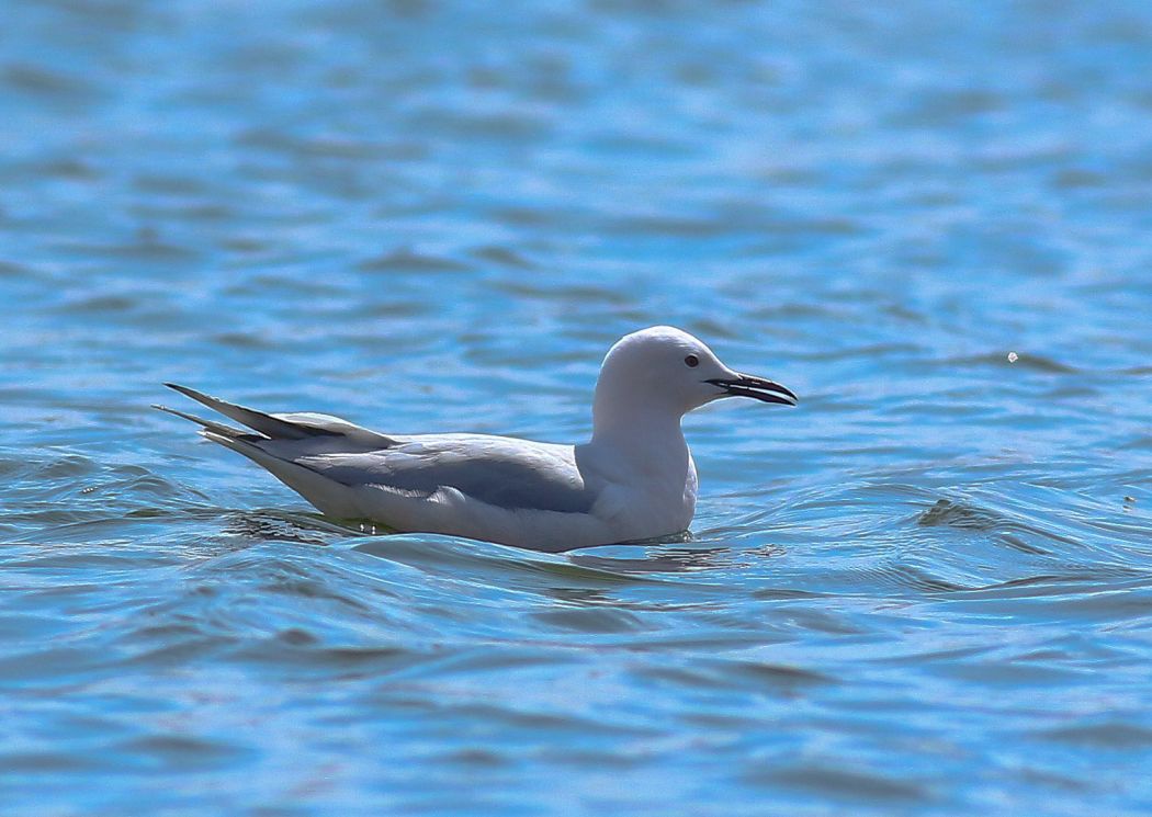 Slender-billed Gull