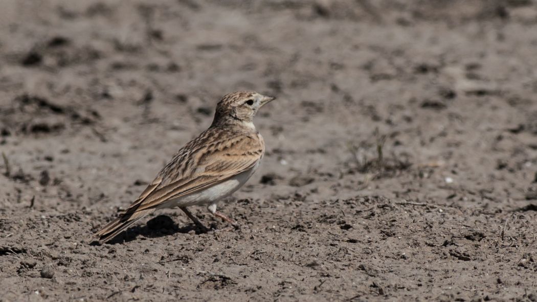 Greater Short-toed Lark