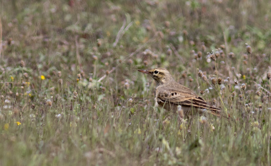 Tawny Pipit