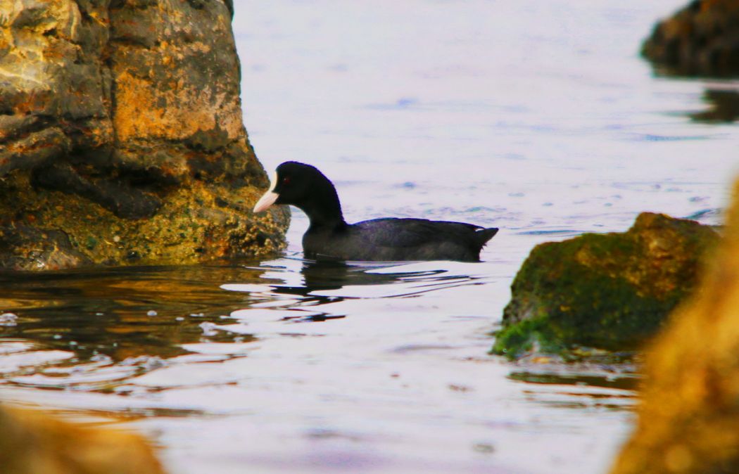 Eurasian Coot