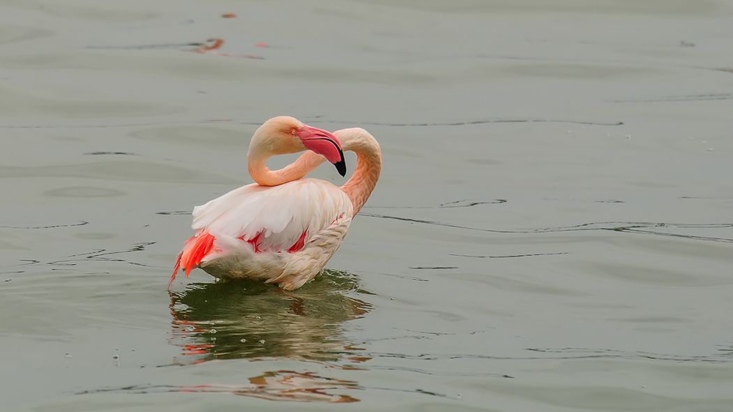 Greater Flamingo